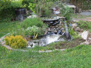 a pond in the backyard