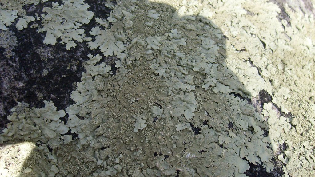 mold growth